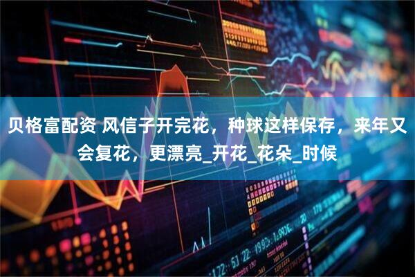 贝格富配资 风信子开完花，种球这样保存，来年又会复花，更漂亮_开花_花朵_时候