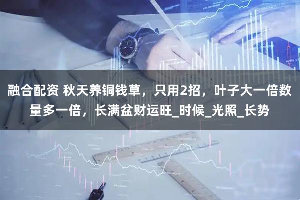 融合配资 秋天养铜钱草，只用2招，叶子大一倍数量多一倍，长满盆财运旺_时候_光照_长势