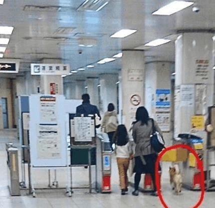淘股神 柴犬地铁逃票耍聪明，警察一抱秒露馅，主人领狗有多尴尬？